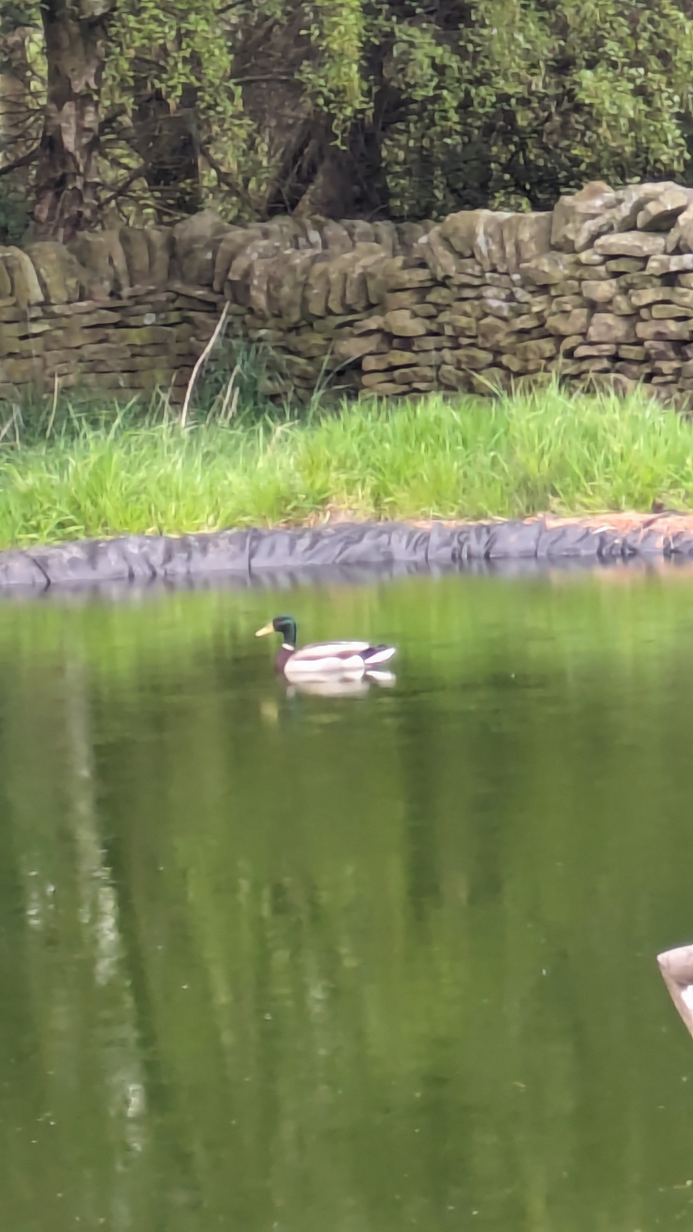ducks to water