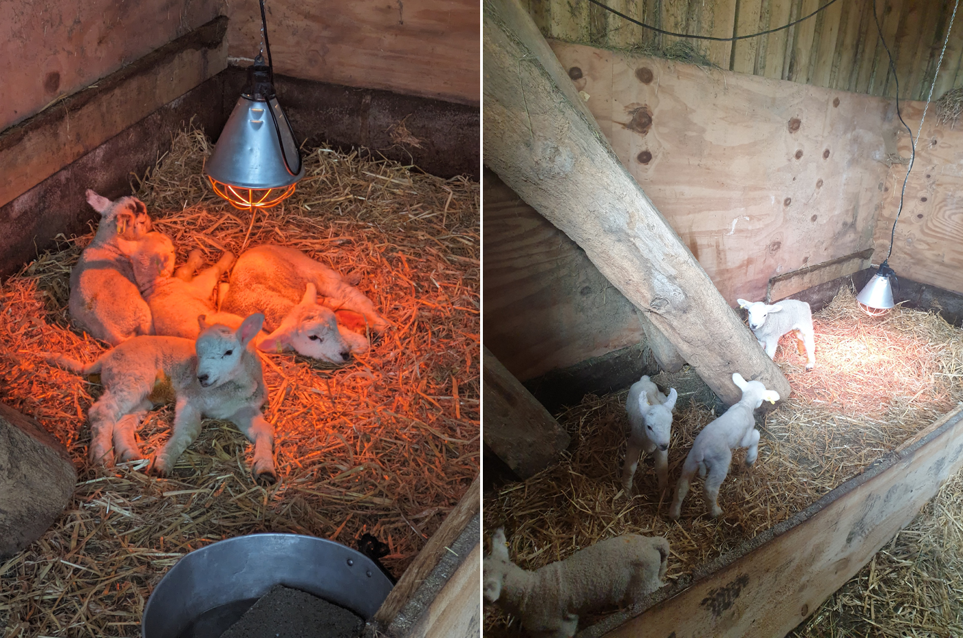 Uppergate Farm lambs