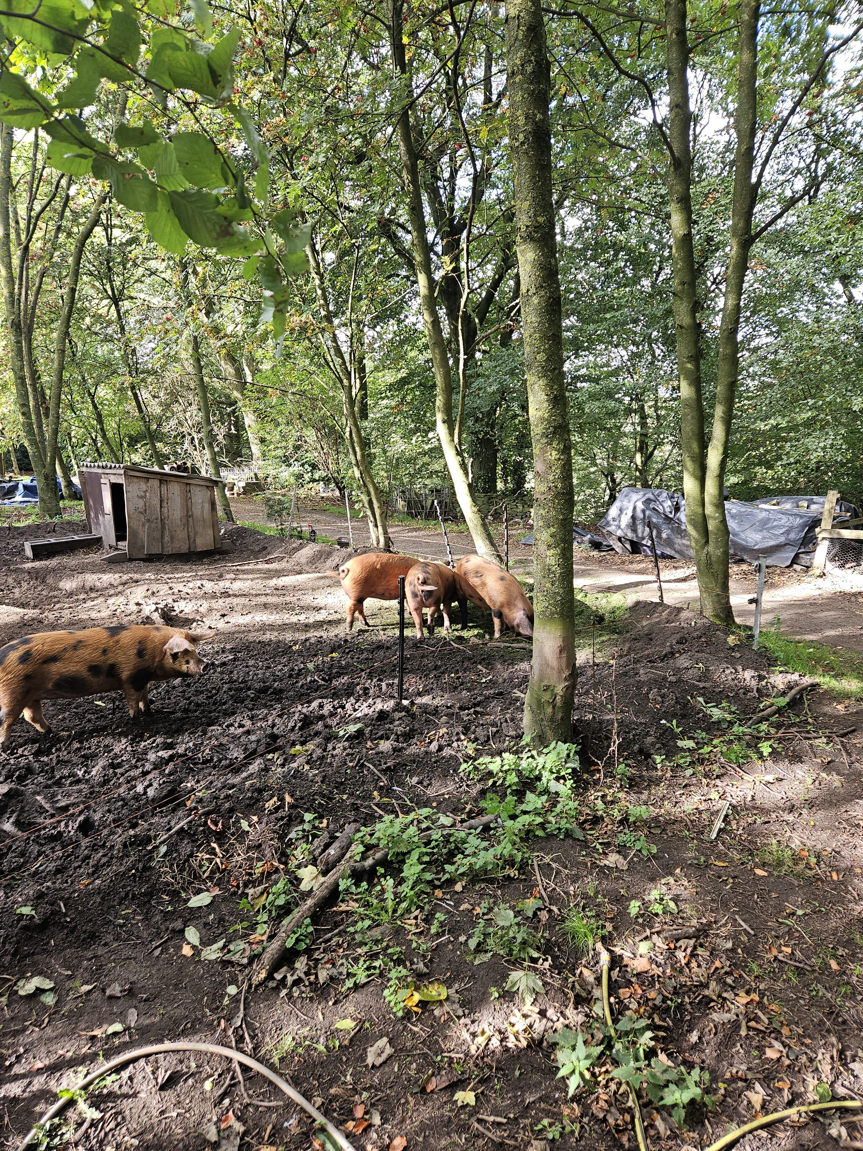 Sandy and Blacks enjoying the woodland