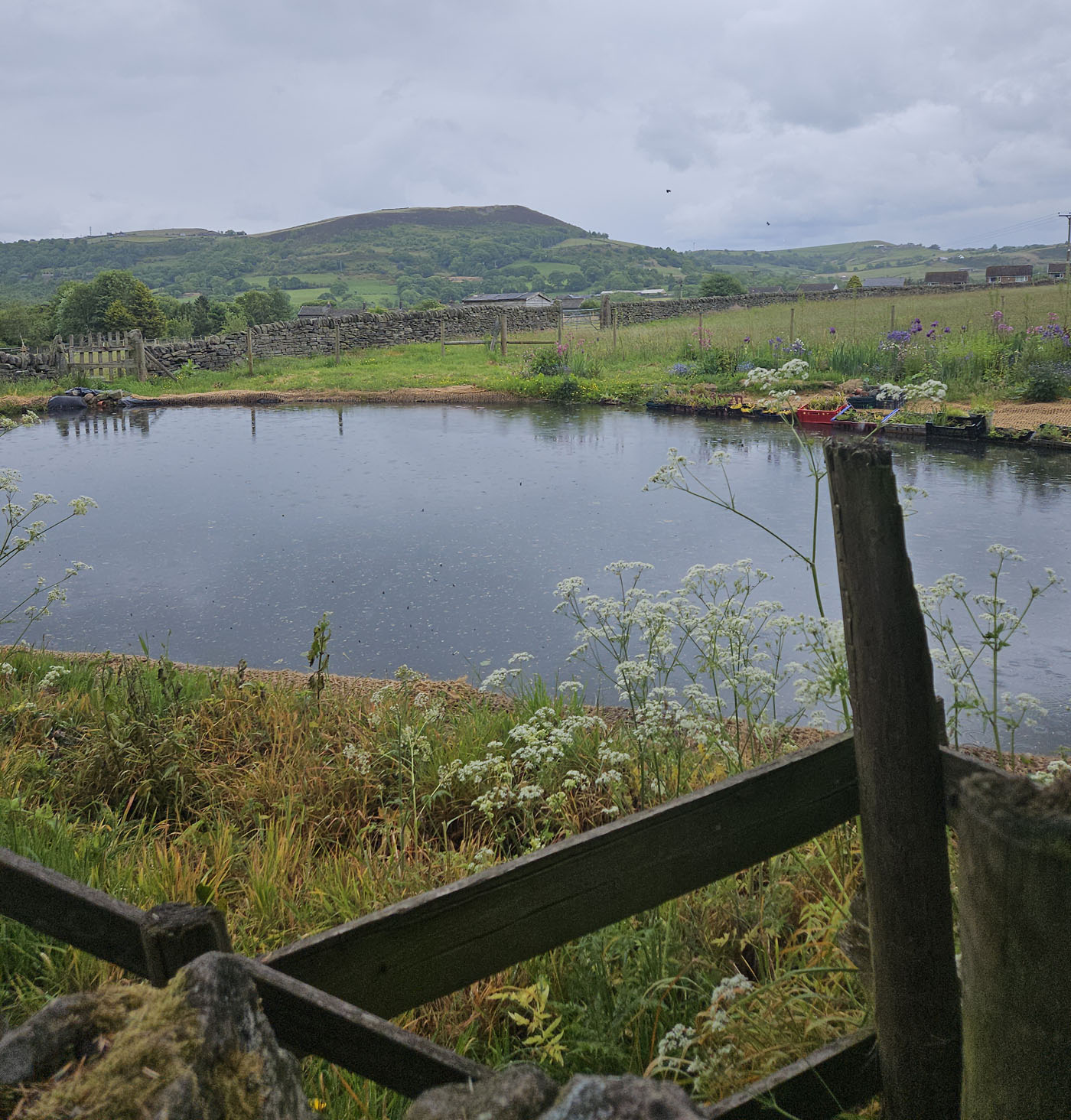 pond