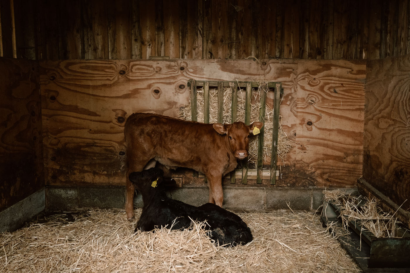 spring 2026 at Uppergate Farm