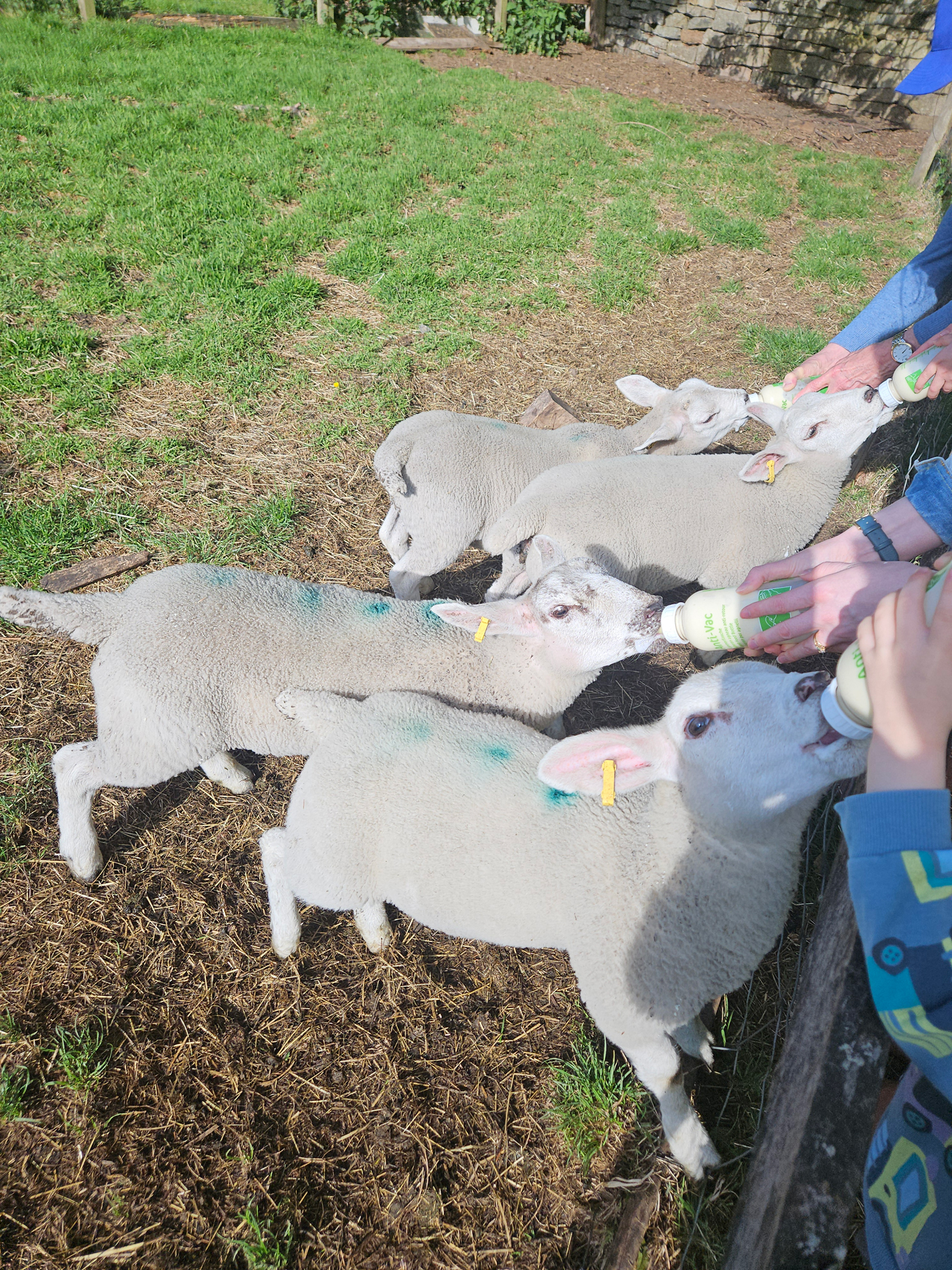 lambs feeding