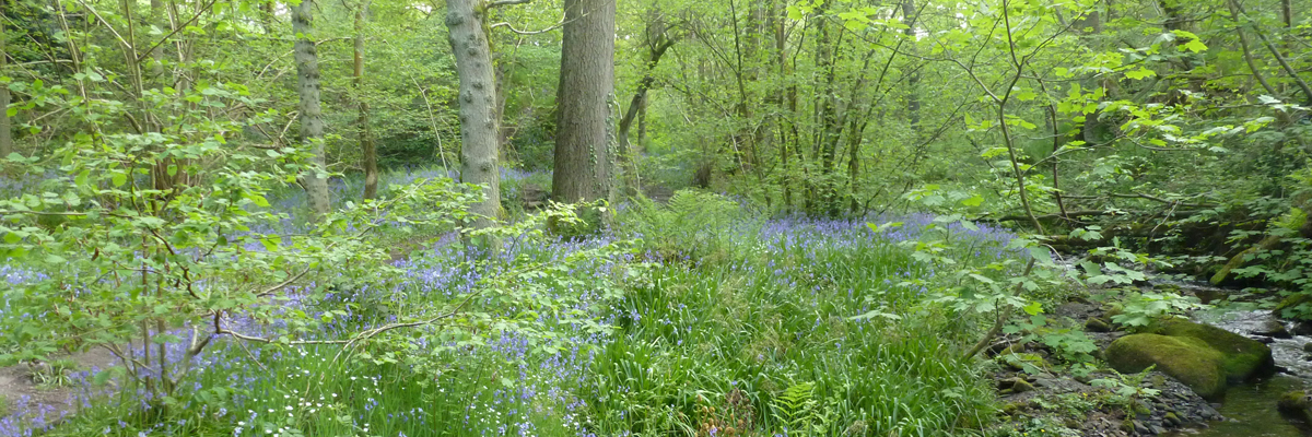 Bluebell woods