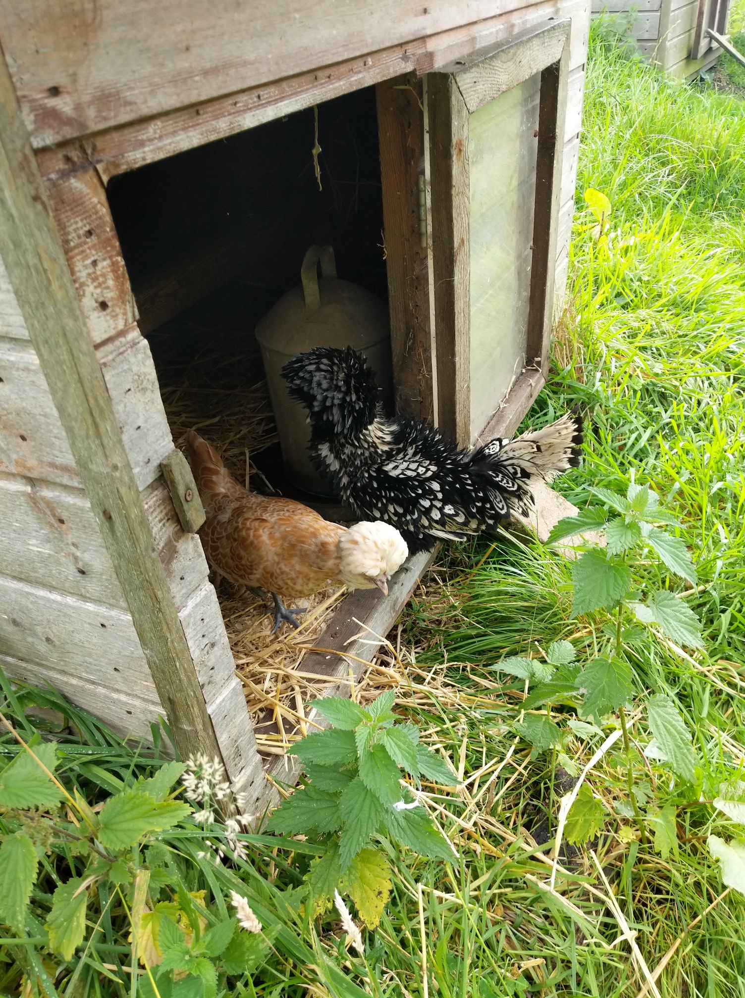 Bantam hens sheila and freda