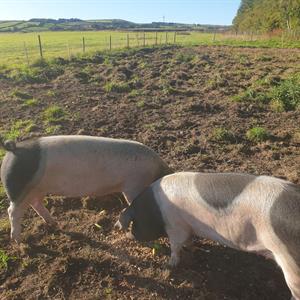 Milly and Molly our Saddleback pigs enjoying the Autumn sunshine and the apples from our orchard that children on holiday had fed to them