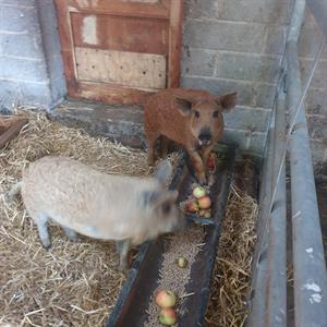 Erica (aka Blondie) and Victor (aka Ginger) our new Mangalitsa, hairy pigs, exploring their temporary home before they are moved into our woodland.