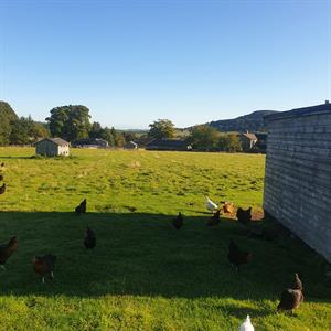 New hens learning to free range!!