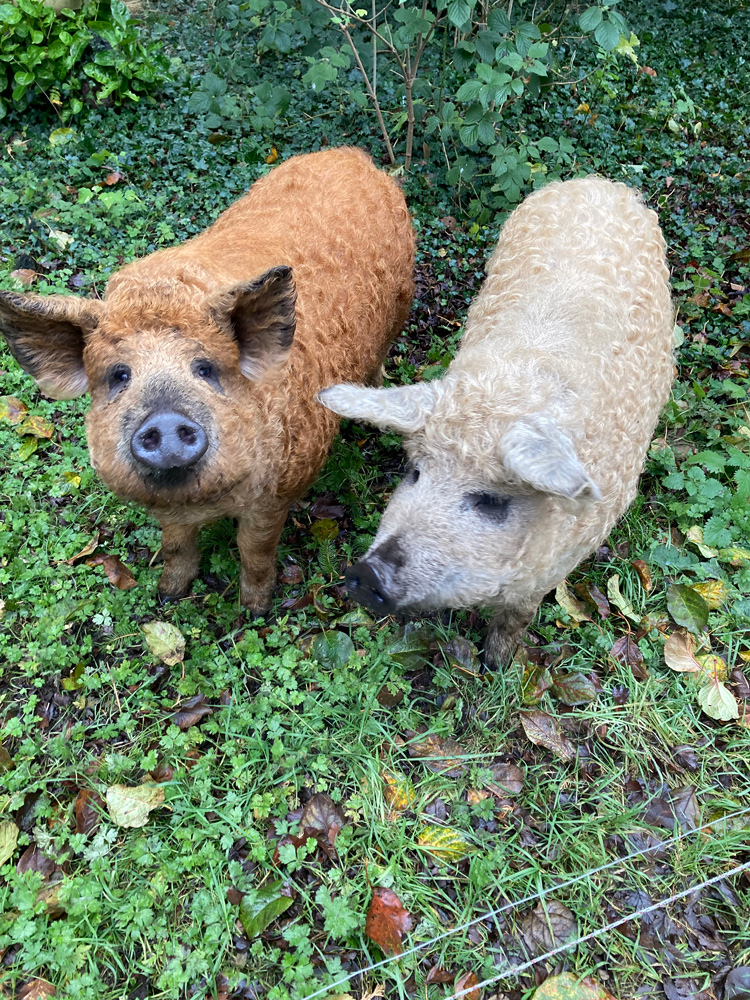 Blondie and Ginger