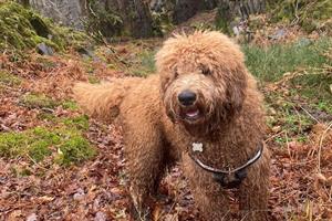 Bray Cottage and Grove Farm Cottage are pet friendly cottages.